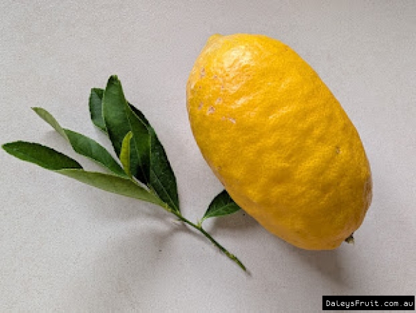 Citron Fruit showing smooth skin form and fine leaf branch