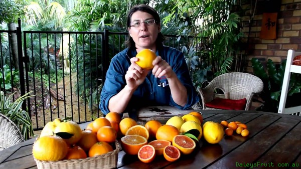 Citrus Trees what is the difference between each variety