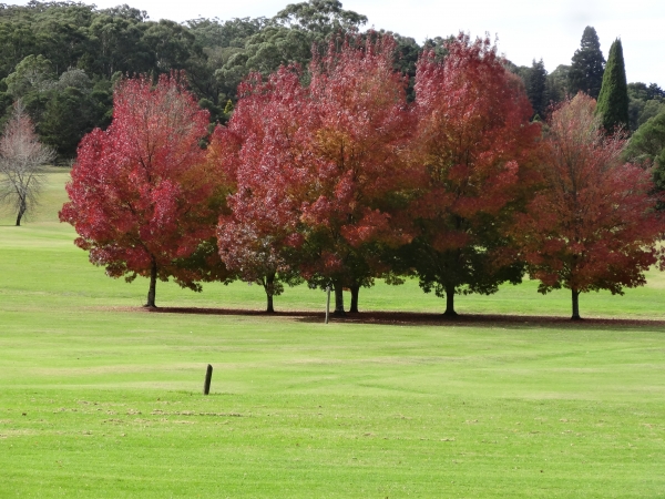 Claret Ash