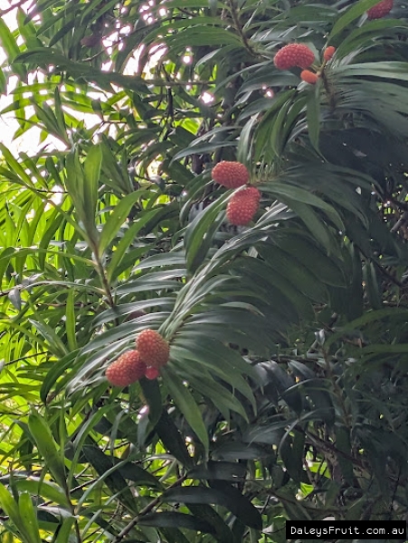 Pendulous branches showing terminal fruit growth on Climbing Pandan