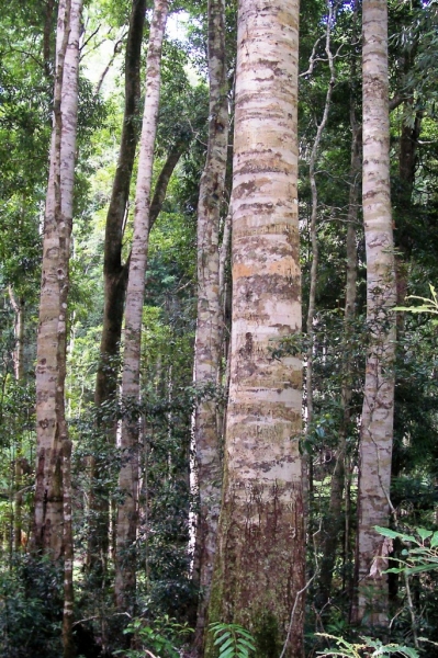 Coachwood stand in Nymboida National Park