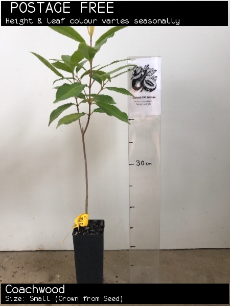 Coachwood For Sale (Size: Small) (Grown from Seed)
