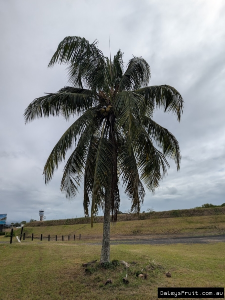 Coconuts ripe for the tapping