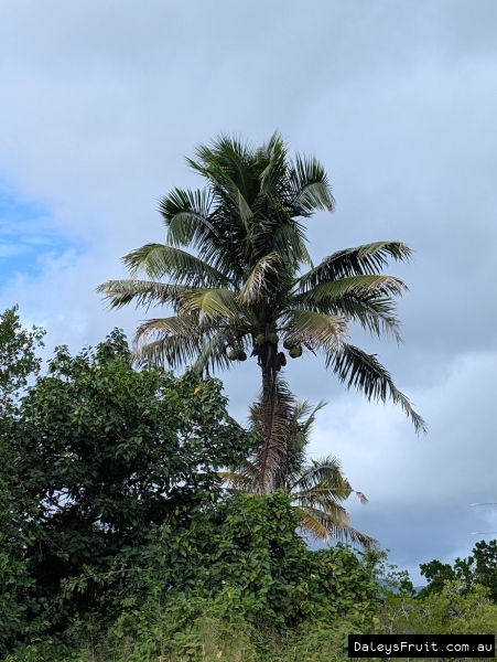 Coconuts ripe for the tapping