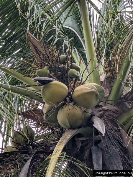 Coconuts ripe for the tapping