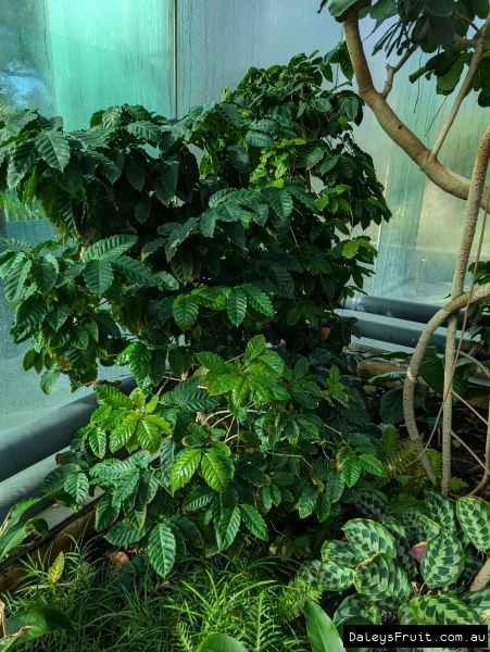 Coffee showing vibrant growth in Adelaide hot house
