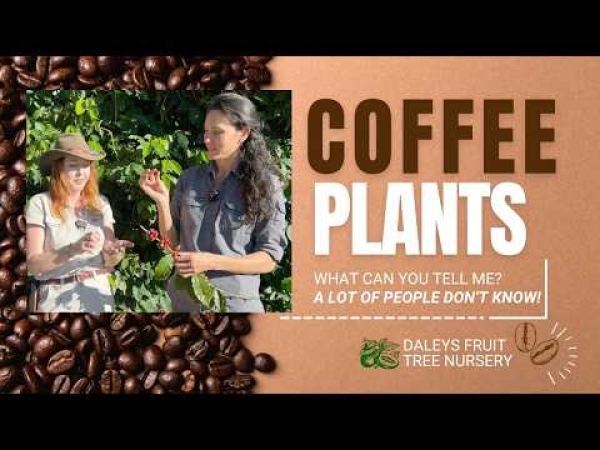 Video: Coffee Plants at Tropical Fruit world