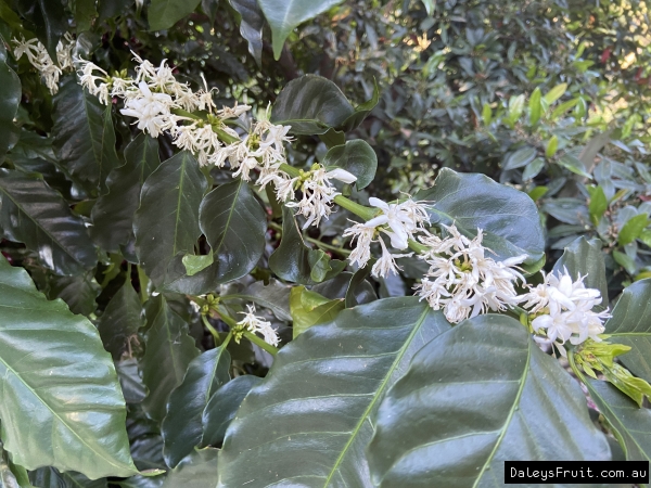 Coffee Plant white fragrant flowers can cover a branch like this and even a tree. Often only flowering for a small time