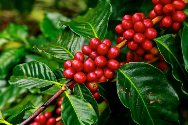 Coffee arabica Red Cherrie beans or seeds growing on a coffee tree ripe and ready to harvest