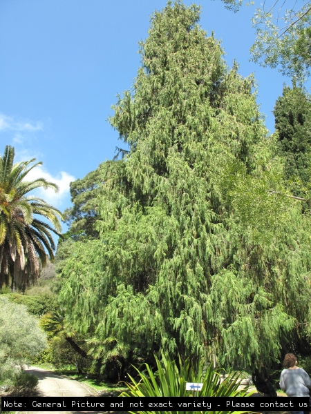 Cupressus torulosa in the gardens of the villa Hanbury