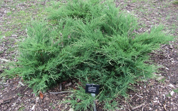 CONIFER JUNIPERUS VIRGINIANA GREY OWL Modified by Cropping