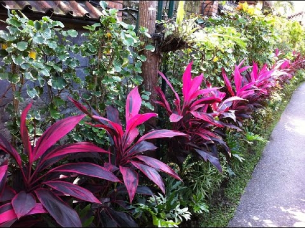 YouTube: Get Lucky With Plants the Cordyline australis plant