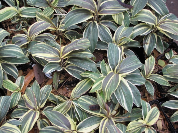 Cordyline fruticosa Chocolate Queen