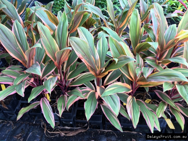 Cordyline Early Morning in 90mm Megatubes