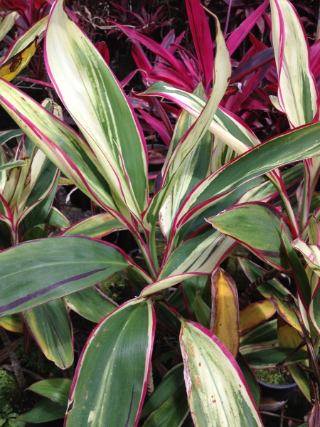 Cordyline John Klass