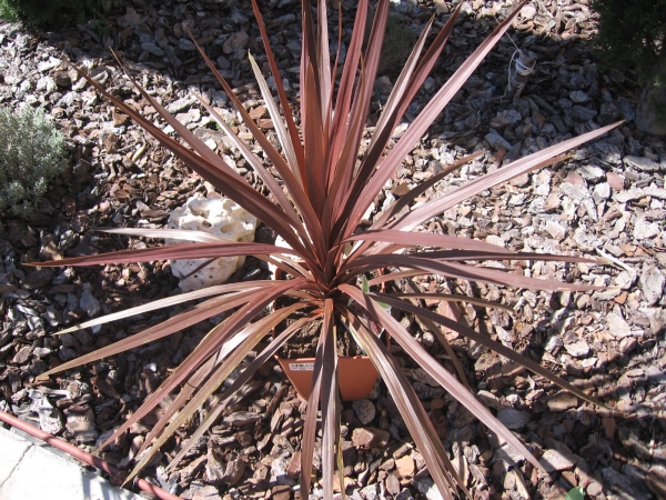 Cordyline Red Star Cordyline australis A vigorous cultivar with very dark reddish bronze sword-like leaves.