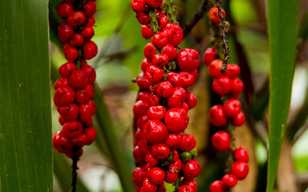 Cordyline rubra Red fruited palm lily