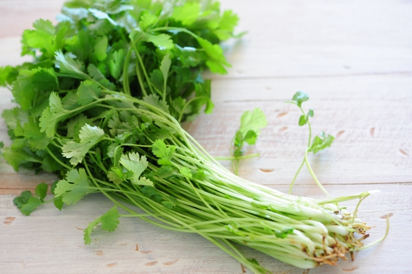 Coriander Bunch