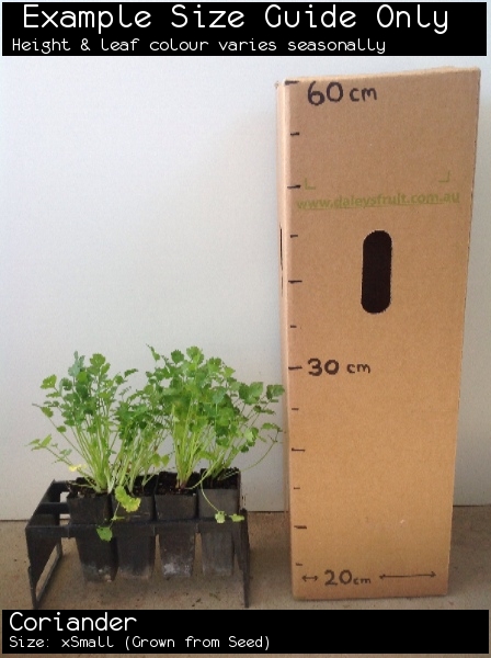 Coriander For Sale (Size: xSmall) (Grown from Seed)