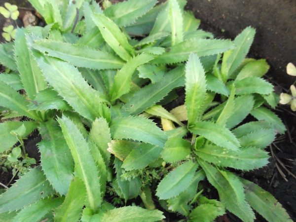 Thai Coriander Tree