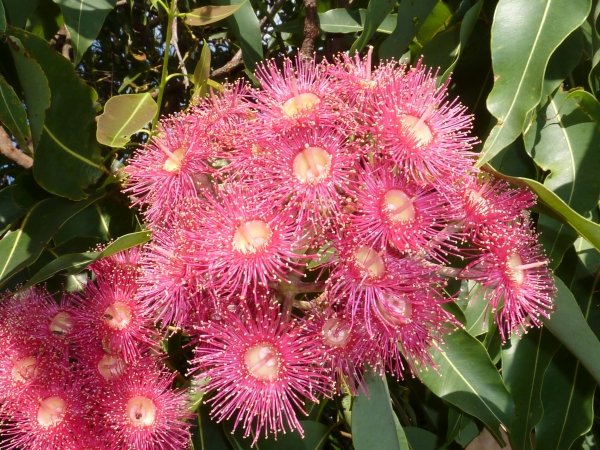 Inflorescence of Corymbia ptychocarpa commonly known as Swamp Bloodwood