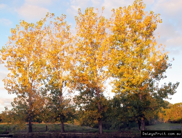 Poplar deltoides Cottonwood