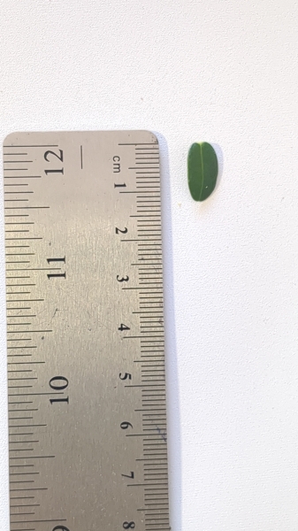 Leaf of the Cranberry