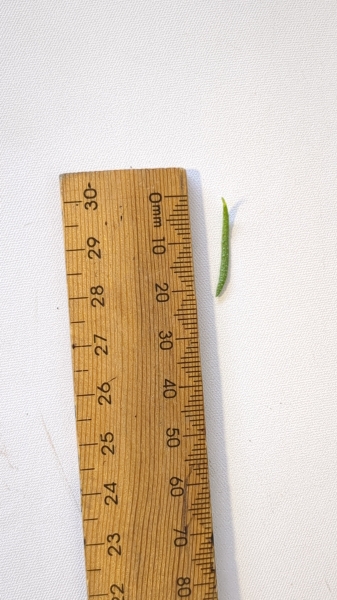 Leaf of the Creeping Myoporum - Fine Leaf