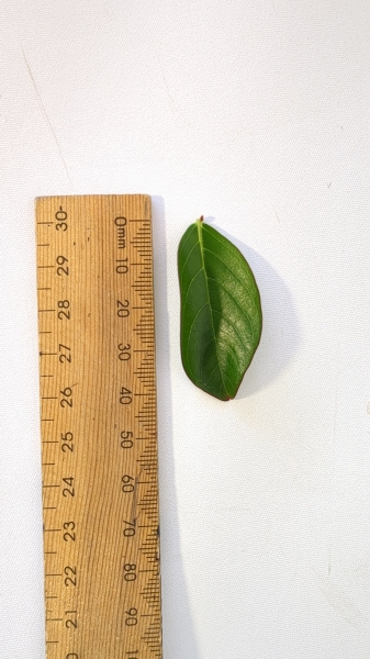 Leaf of the Crepe Myrtle - Sioux