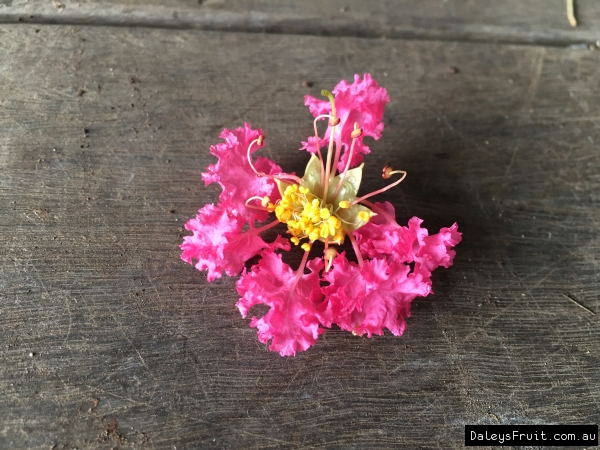 Rustic Crepe Myrtle Flower against a wooden background [All Rights Reserved]