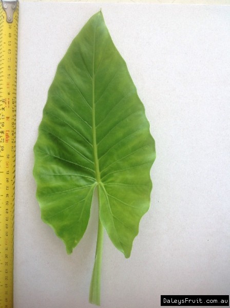Leaf of the Cunjevoi Lily