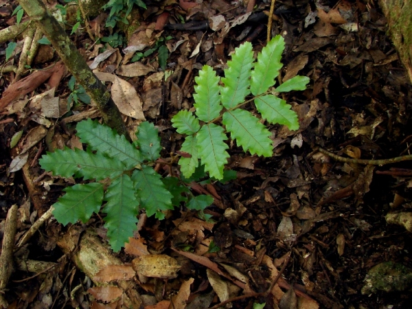 Cupaniopsis flagelliformis