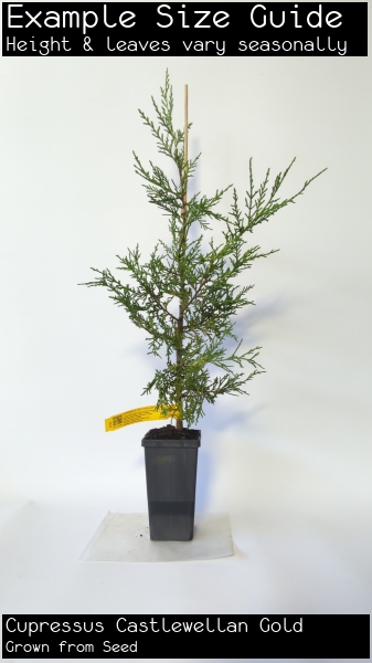 Cupressus Castlewellan Gold For Sale