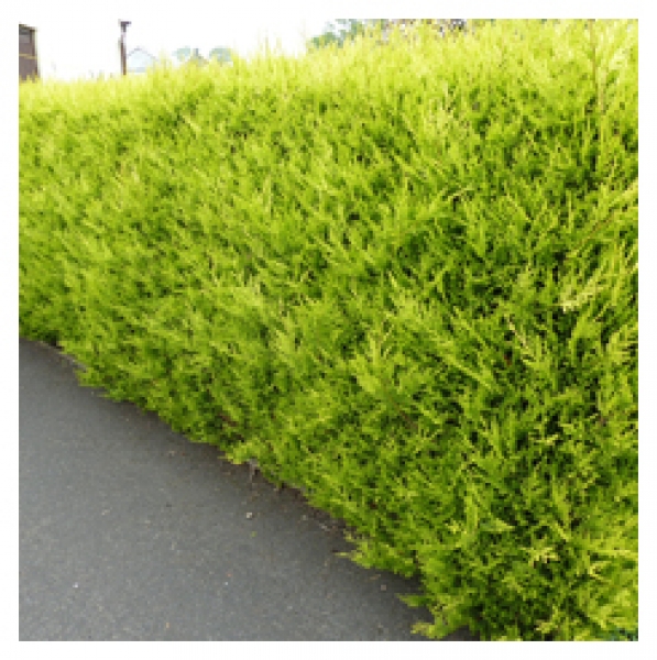 Shows how the hedge is very strong and easy to look after the Conifer Cupressus Castlewellan Gold