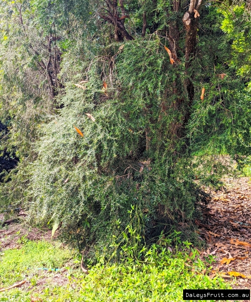 Curry leaf Myrtle, Limpinwood Nursery