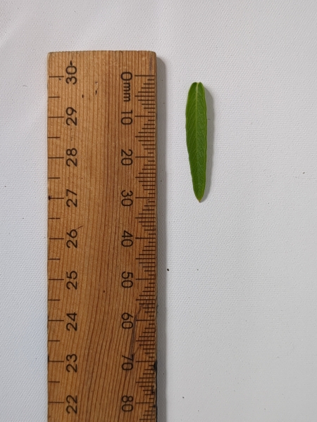 Leaf of the Curry Myrtle