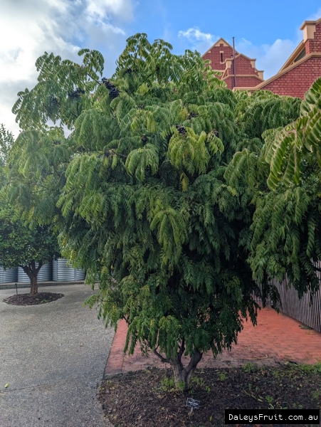 Curry Tree in Adelaide Botanic Gardens