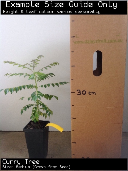 Curry Tree For Sale (Size: Medium) (Grown from Seed)