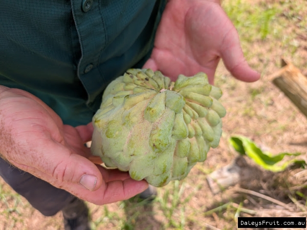 Pink Mammoth fruit at Tropical Fruit World