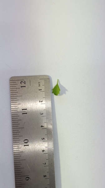 Leaf of the Cut Leaf Mint Bush