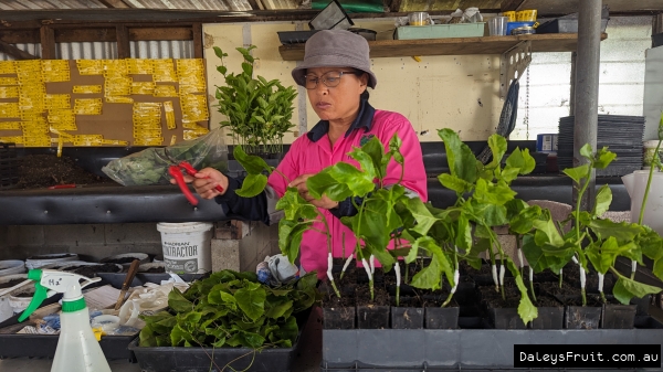 Experience Daleys Cutting Workshop with Paning with over 15 years experience at this specialty