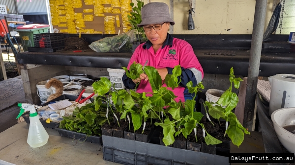 Experience Daleys Cutting Workshop with Paning with over 15 years experience at this specialty