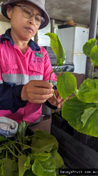 Experience Daleys Cutting Workshop with Paning with over 15 years experience at this specialty