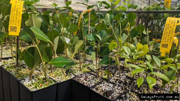 Experience Daleys Cutting Workshop with Paning with over 15 years experience at this specialty