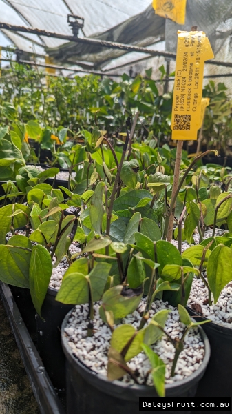 Experience Daleys Cutting Workshop with Paning with over 15 years experience at this specialty