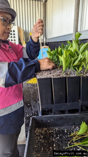 Experience Daleys Cutting Workshop with Paning with over 15 years experience at this specialty