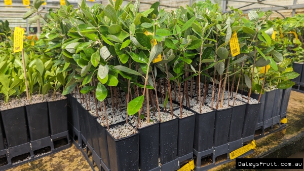 Experience Daleys Cutting Workshop with Paning with over 15 years experience at this specialty