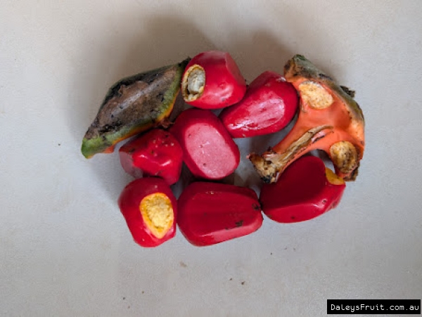 Ripe red seeds of Scaly Zamia and cone segments