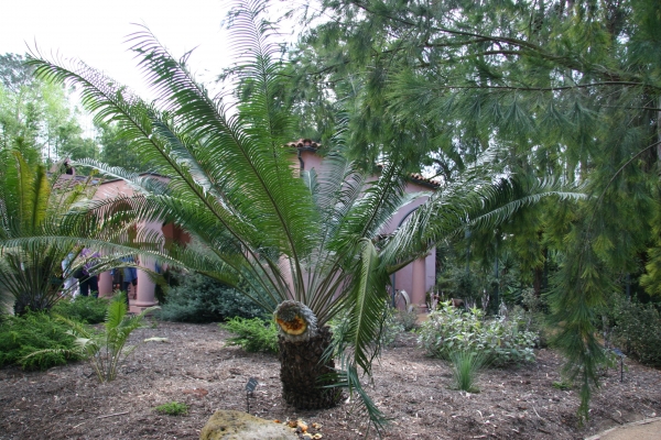 Lepidozamia peroffskyana