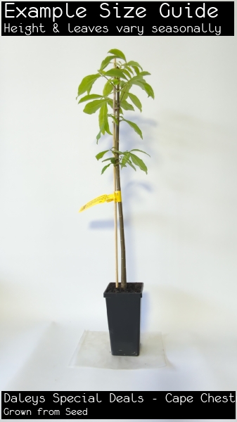 Daleys Special Deals - Cape Chestnut For Sale